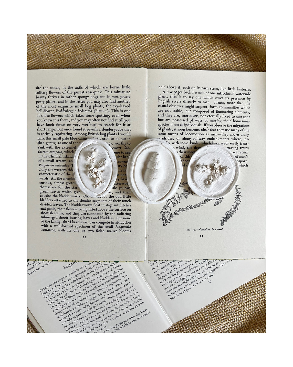 A Trio of Corals & Shells - Plaster Intaglio