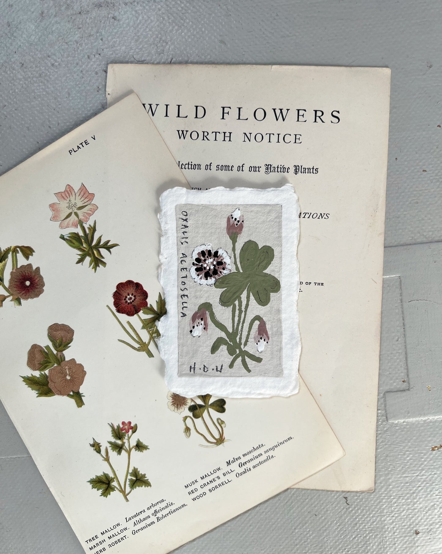 008 Wood Sorrel Painting