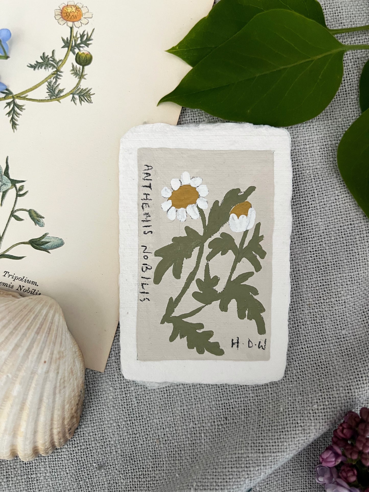 002 Anthemis Nobilis Painting