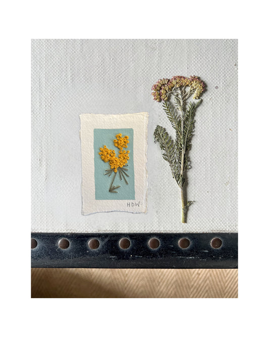 001 Achillea Millefolium Embroidery on paper.