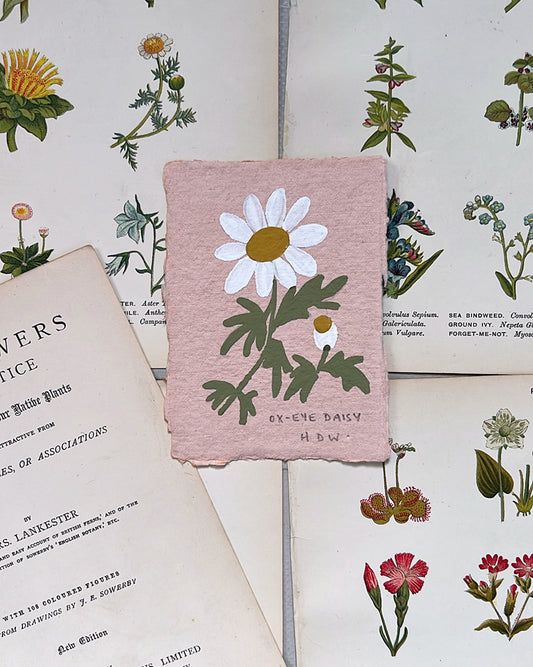 019 Ox-Eye Daisy Painting