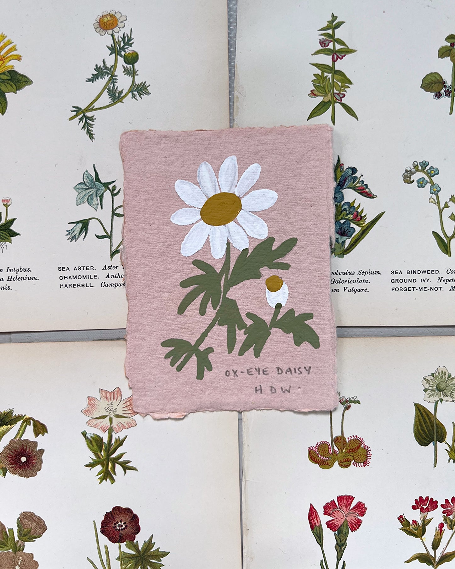 011 Ox-Eye Daisy Painting