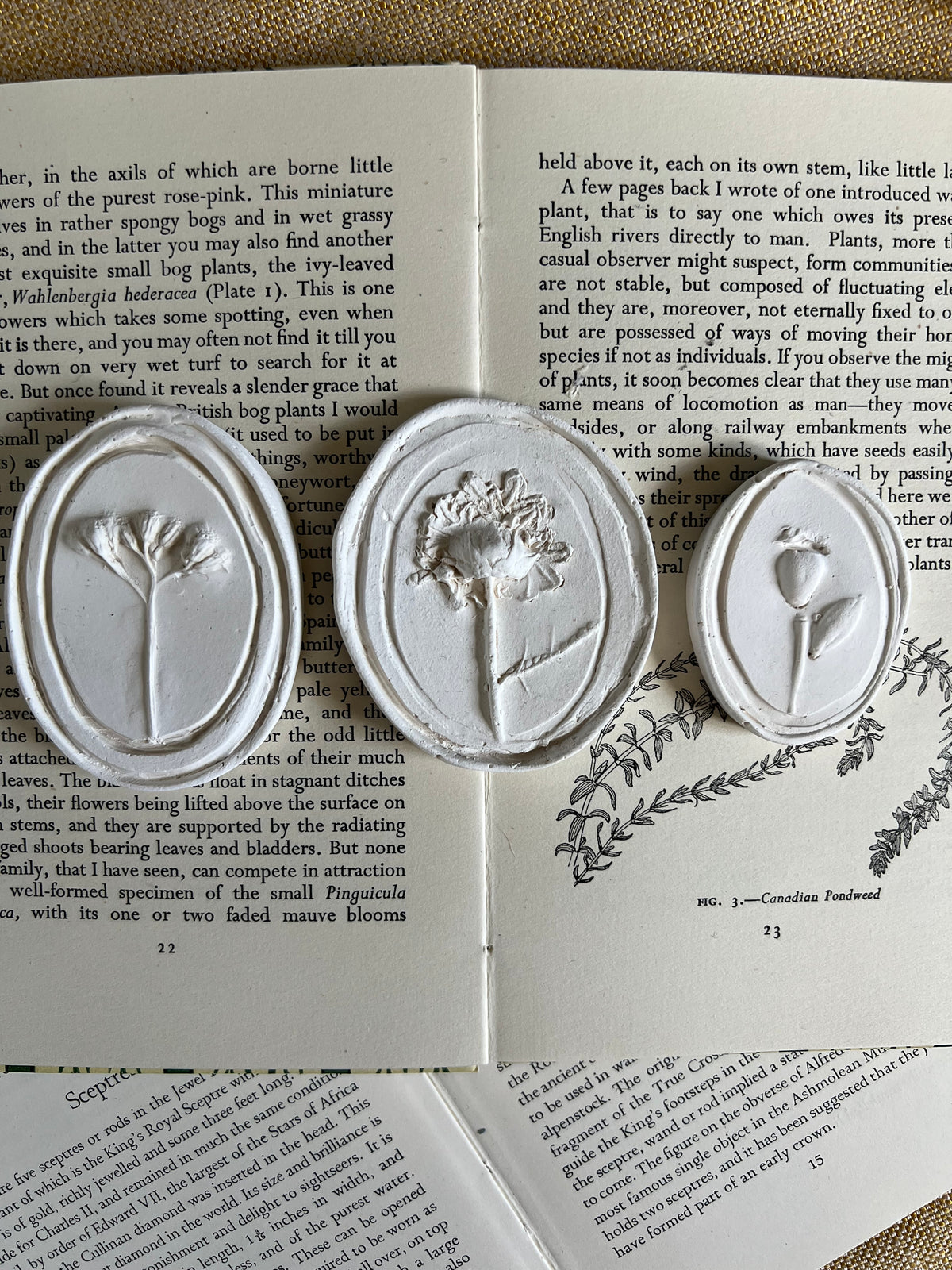 A Trio of Wildflowers - Plaster Intaglio