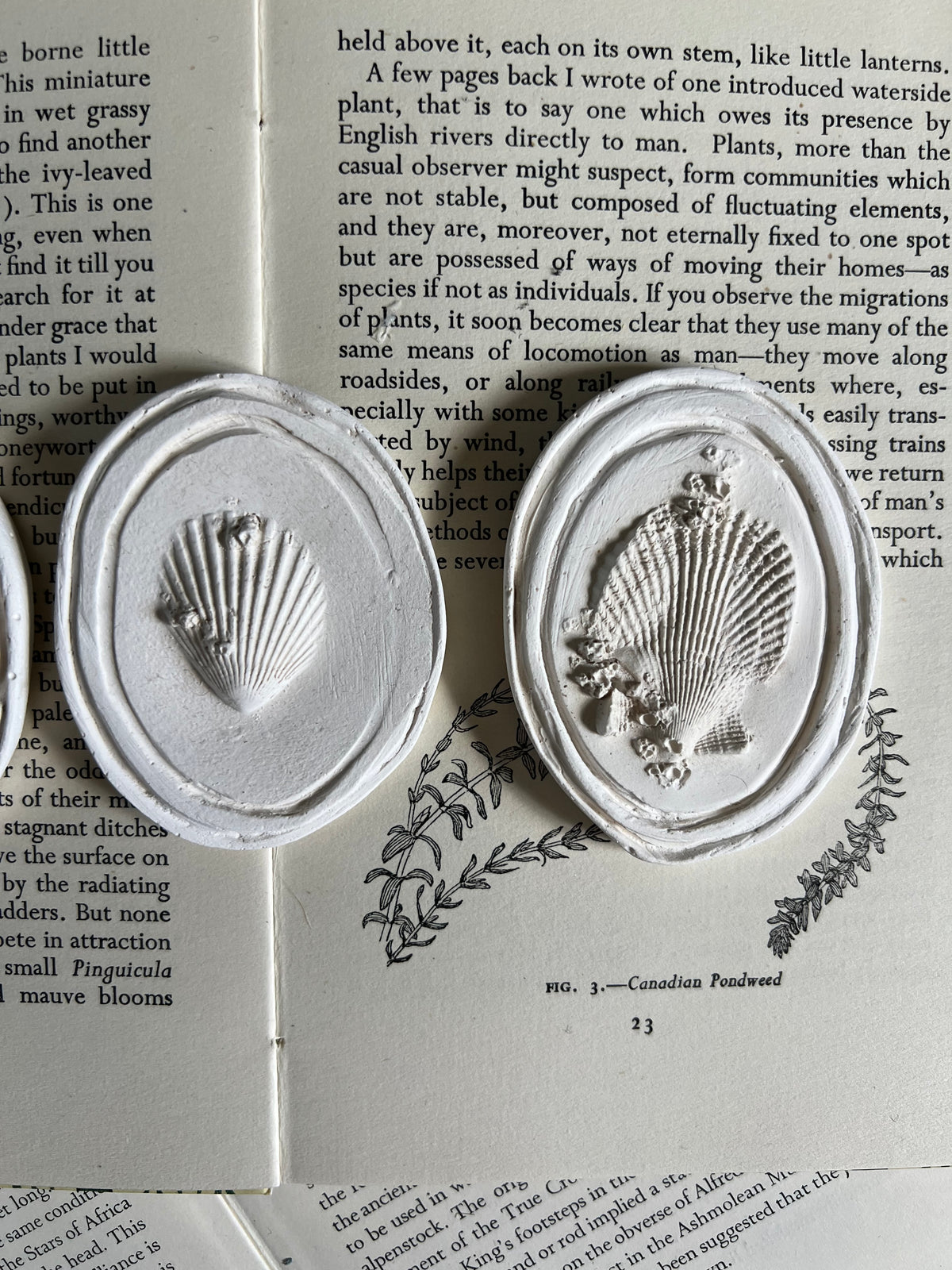 A Trio of Shells - Plaster Intaglio