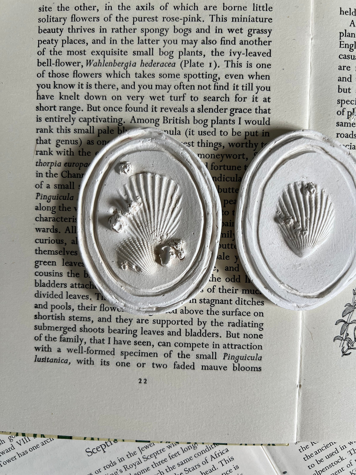 A Trio of Shells - Plaster Intaglio