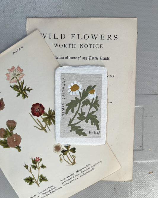 005 Anthemis Nobilis Painting