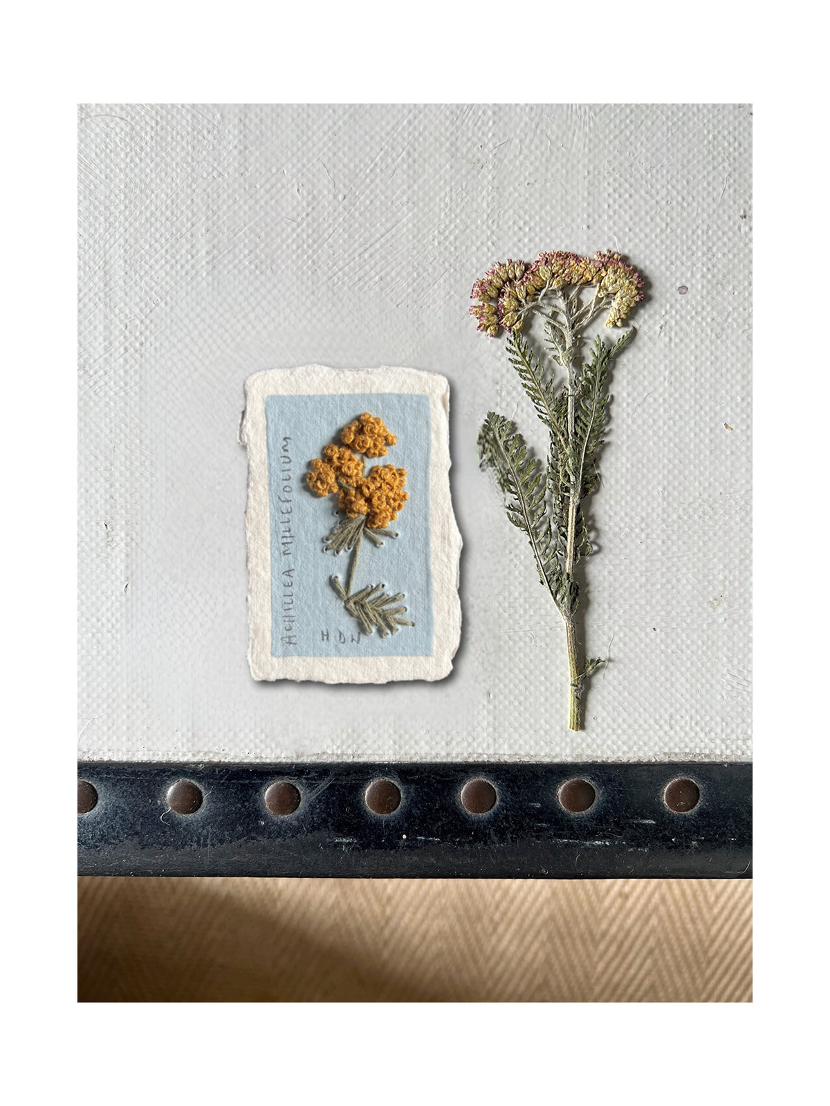 000 Achillea Millefolium Embroidery on paper.
