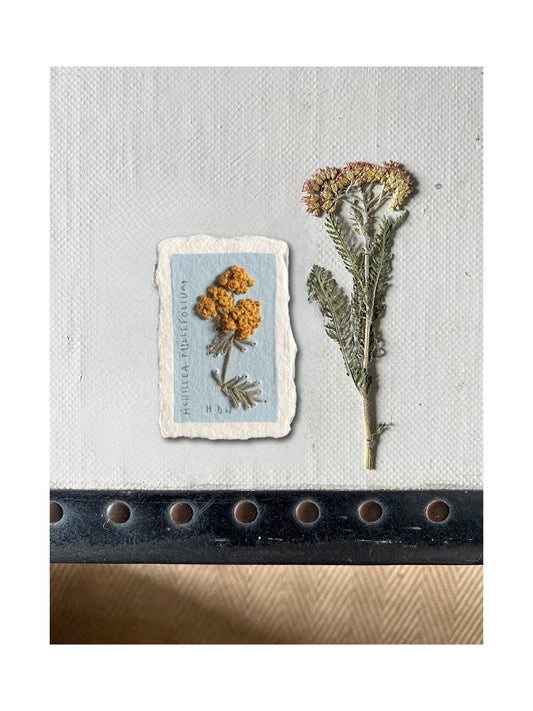 000 Achillea Millefolium Embroidery on paper.
