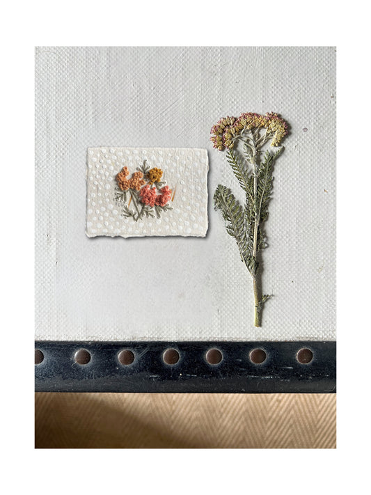 032 Achillea Millefolium Embroidery on paper