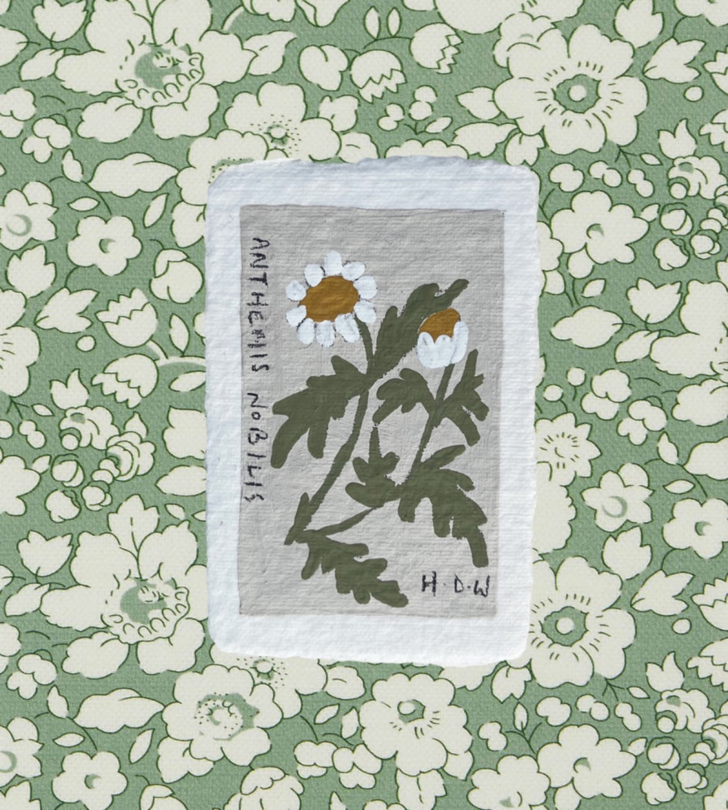 002 Anthemis Nobilis Painting