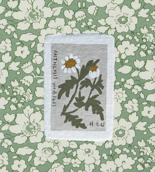 002 Anthemis Nobilis Painting