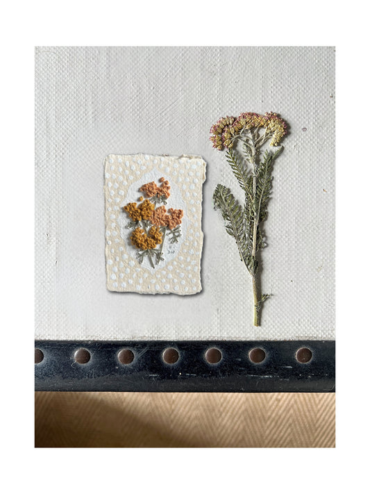 017 Achillea Millefolium Embroidery on paper
