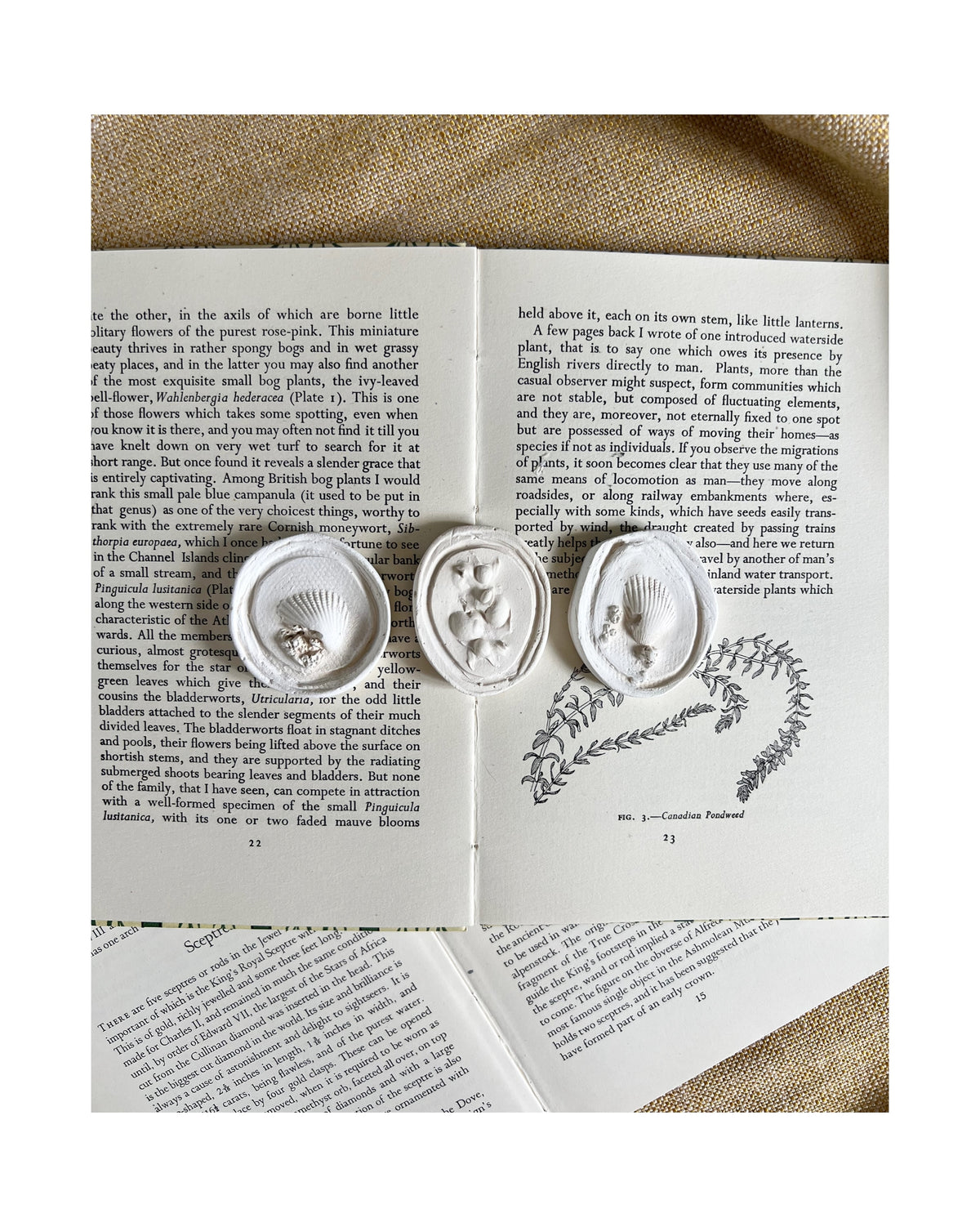 A Trio of Shells & Seaweed - Plaster Intaglio