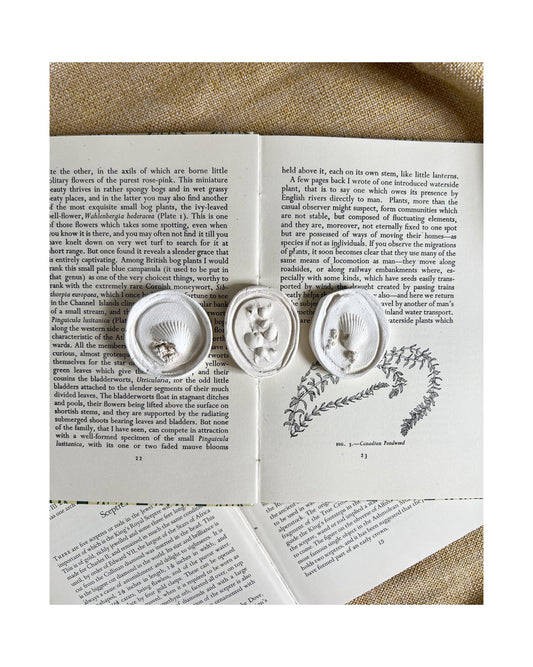 A Trio of Shells & Seaweed - Plaster Intaglio