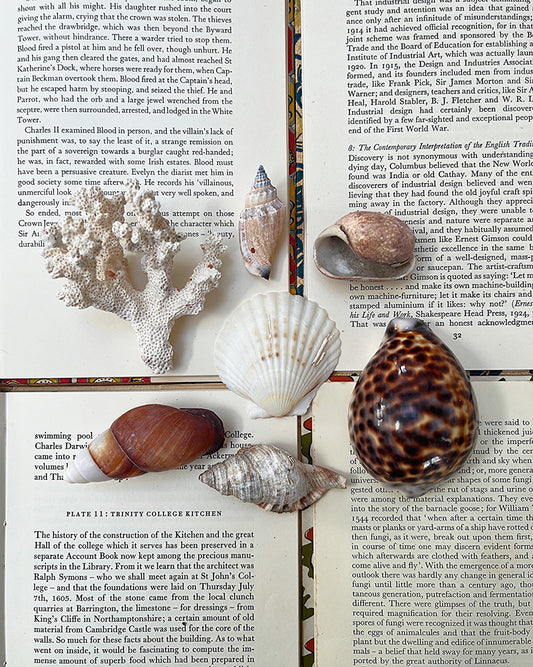 Vintage Sea Shells & Coral I