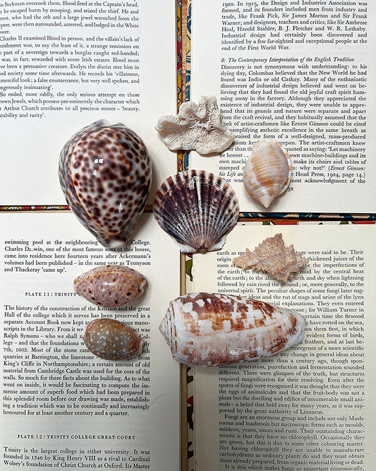 Vintage Sea Shells & Coral III