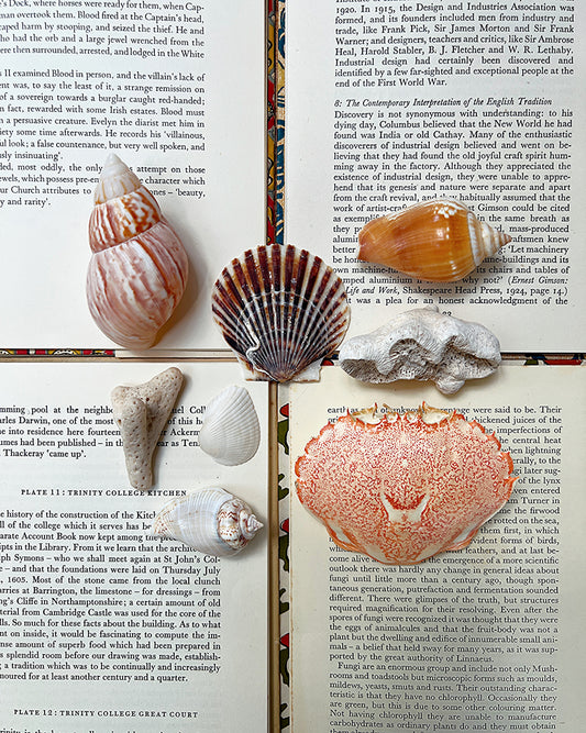 Vintage Sea Shells & Coral IV