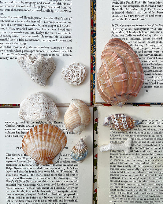 Vintage Sea Shells & Coral II