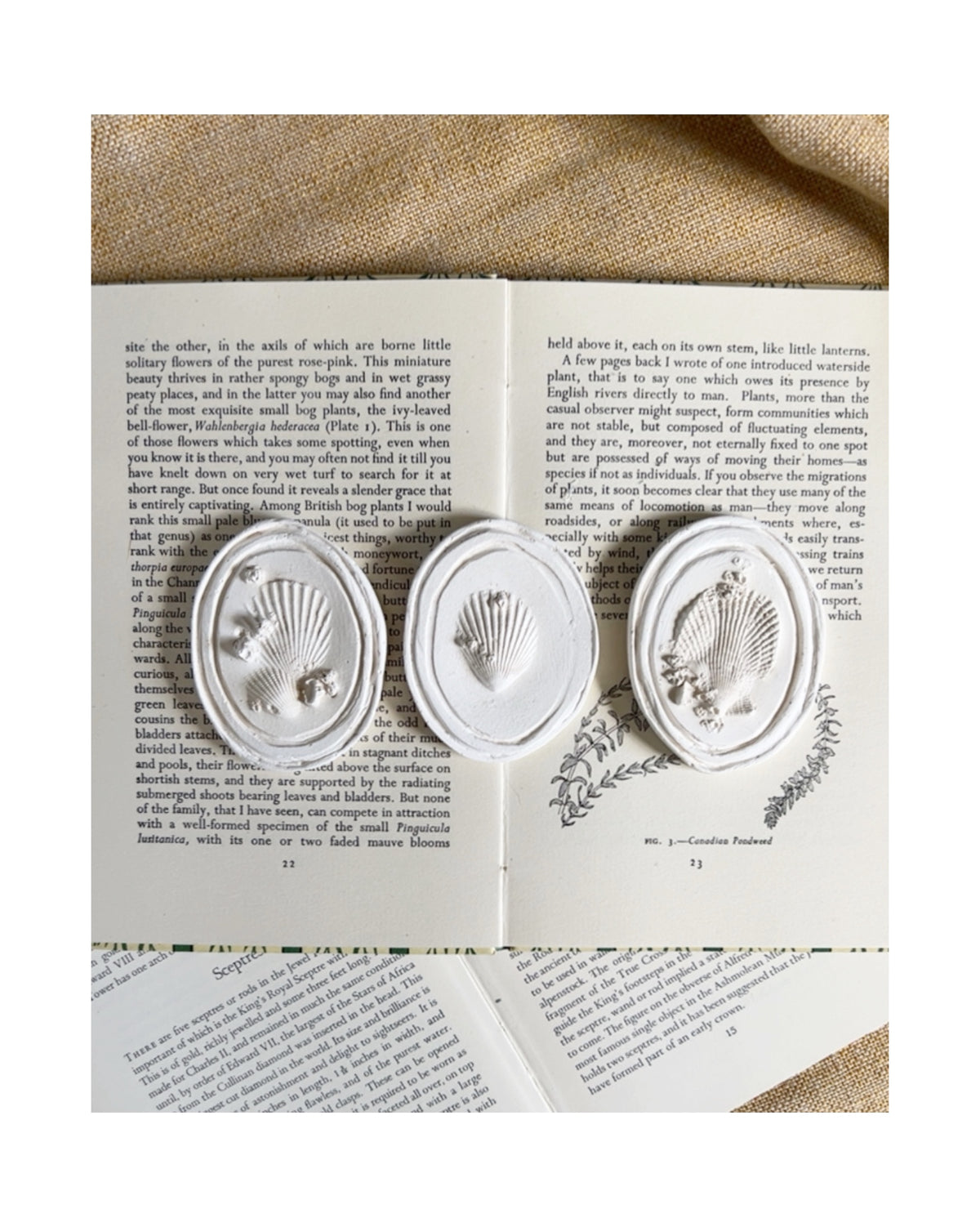 A Trio of Shells - Plaster Intaglio