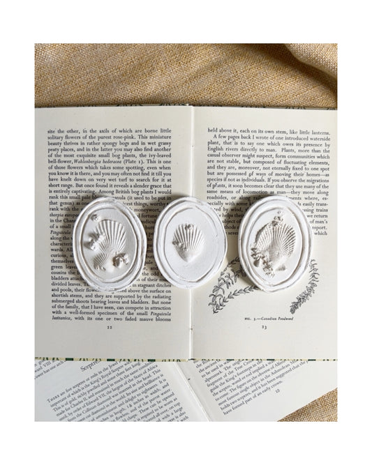 A Trio of Shells - Plaster Intaglio