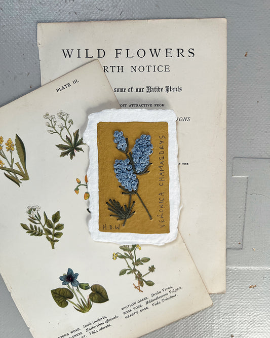 007 Veronica Chamaedrys Embroidery