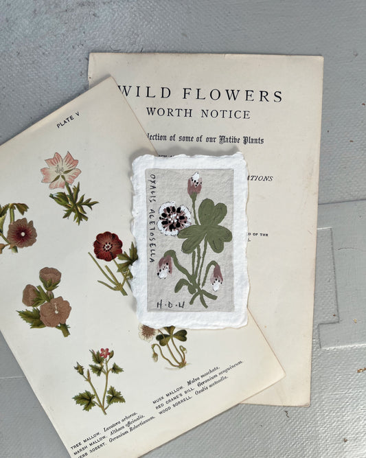 017 Wood Sorrel Painting