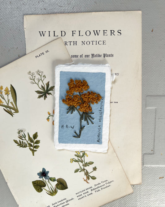 015 Achillea Millefolium Embroidery